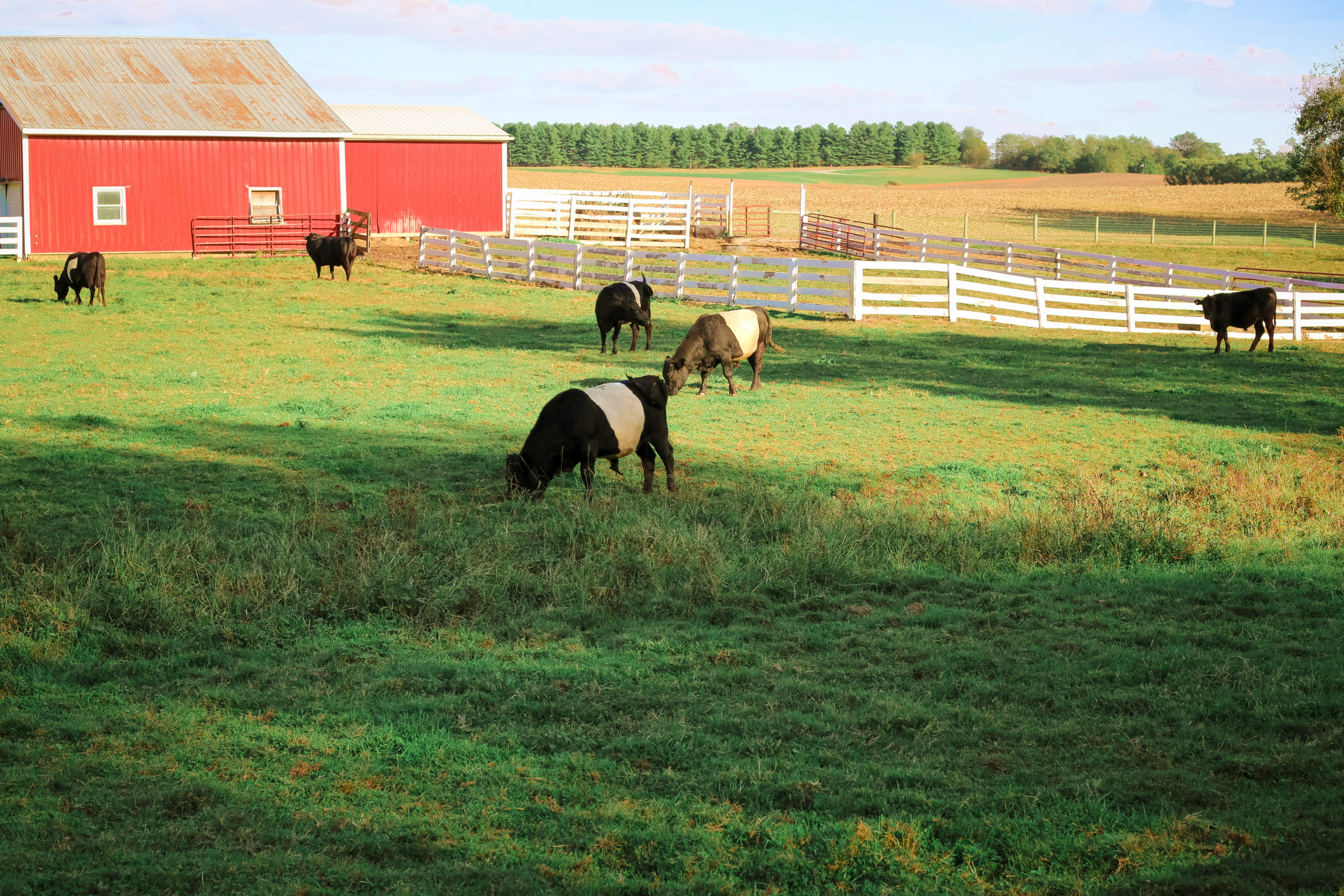 Evermore Farm pasture